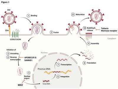 Toward the unveiling of HIV-1 dynamics: Involvement of monocytes/macrophages in HIV-1 infection